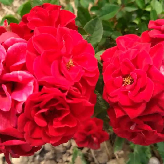 ROSIER COMESTIBLE ROMANTIC DATE AB 