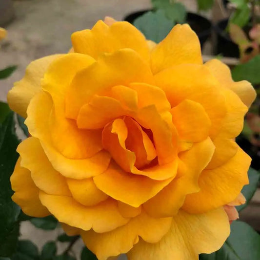 ROSIER FRANCOISE BERVILLE 