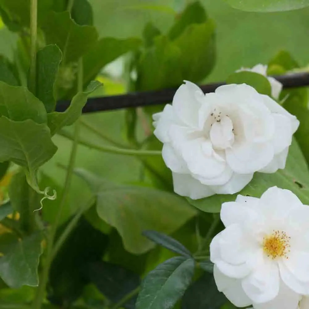 ROSIER ICEBERG - ANCIEN 