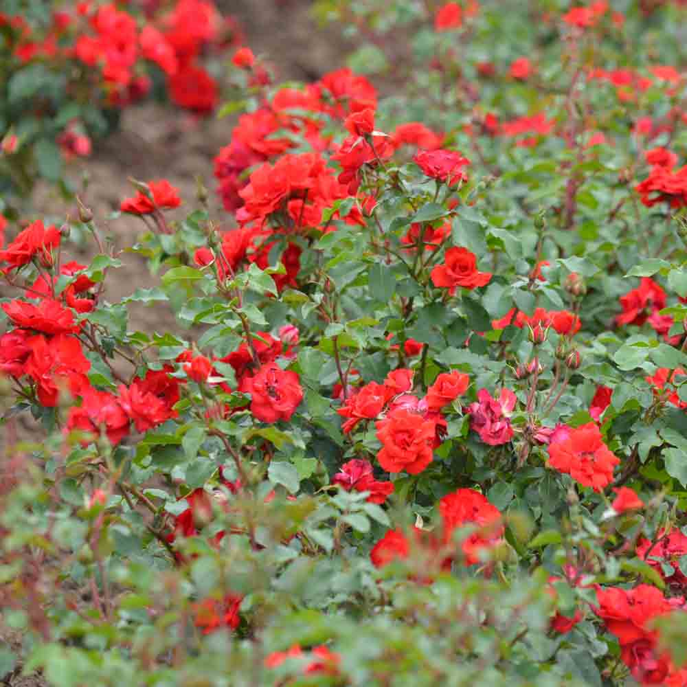 ROSIER LA SEVILLANA® - COUVRE-SOL 