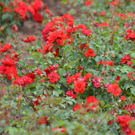 ROSIER LA SEVILLANA® - COUVRE-SOL 