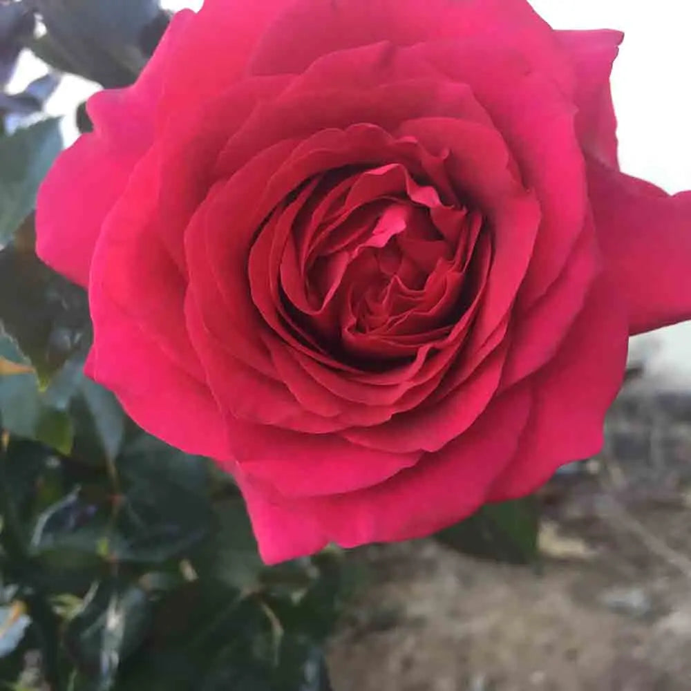 ROSIER LE ROI DE COEUR AB 