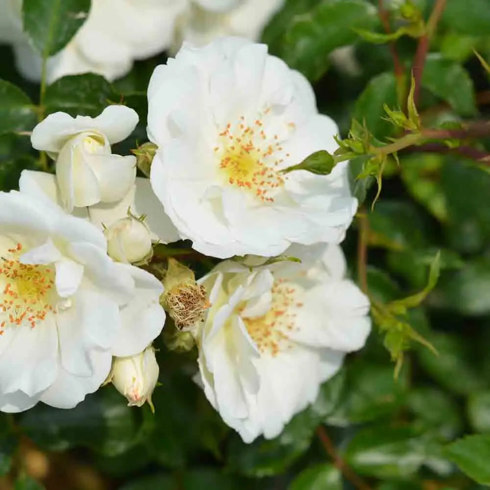 ROSIER OPALIA, DECOROSIER® - COUVRE-SOL 
