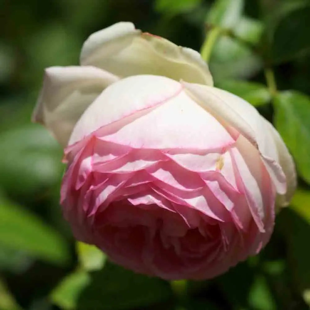 ROSIER PIERRE DE RONSARD® - GRIMPANT 