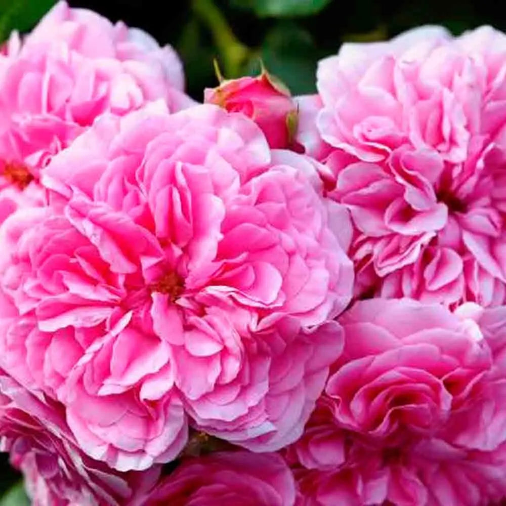 ROSIER ROSA CENTIFOLIA OU ROSE DE MAI AB 