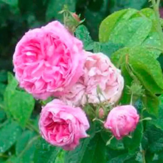 ROSIER ROSE DAMAS AB 