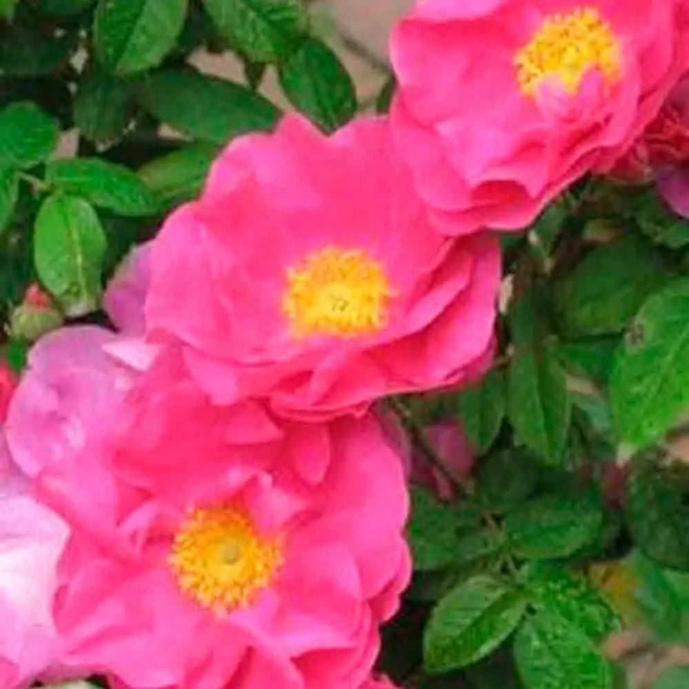 ROSIER ROSE DES APOTHICAIRES AB 