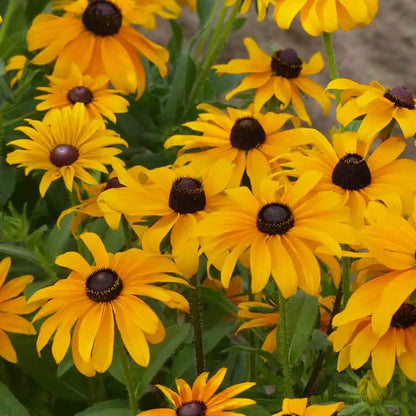RUDBECKIA MARMELADE AB 