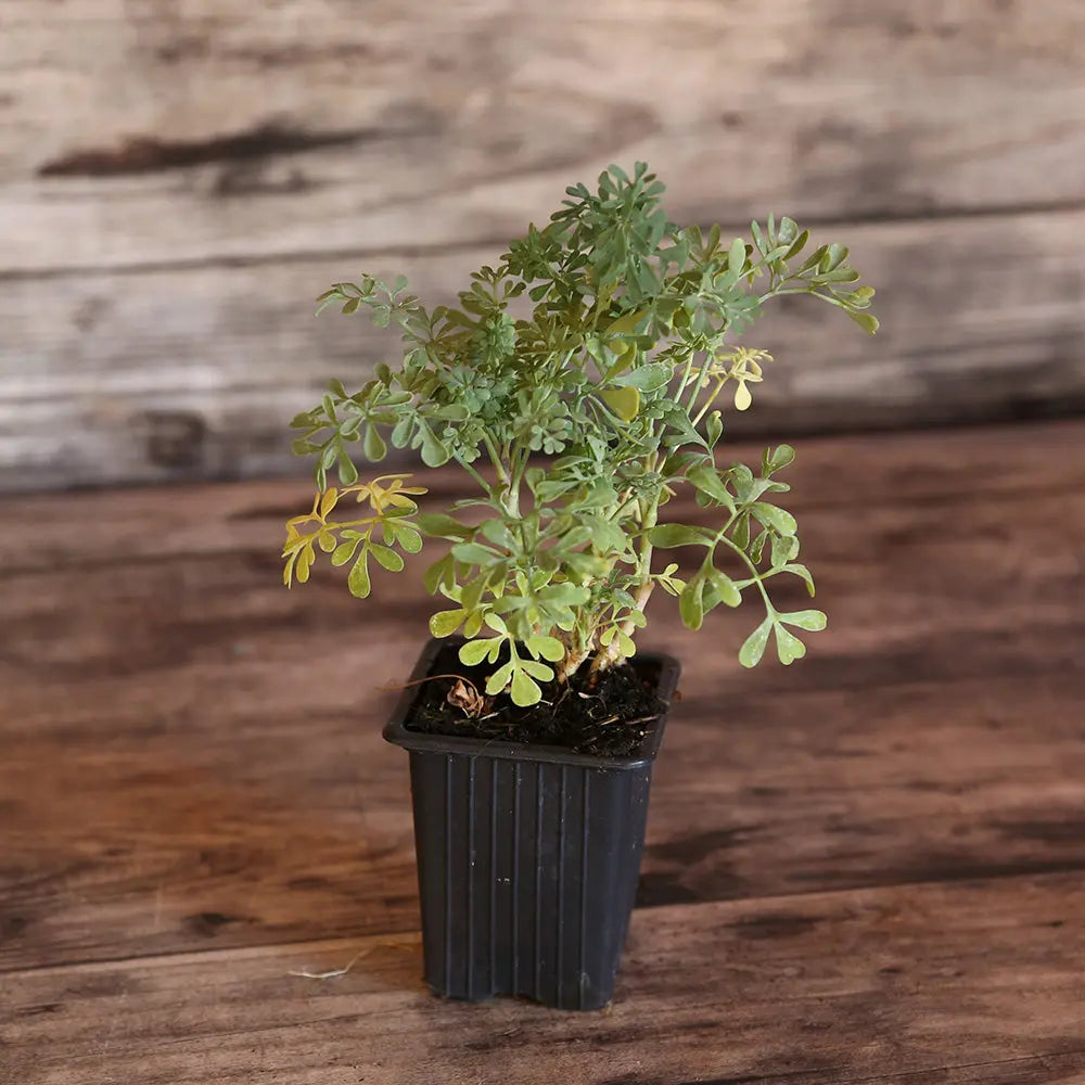 RUE AB - PLANT 