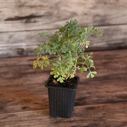 RUE AB - PLANT 
