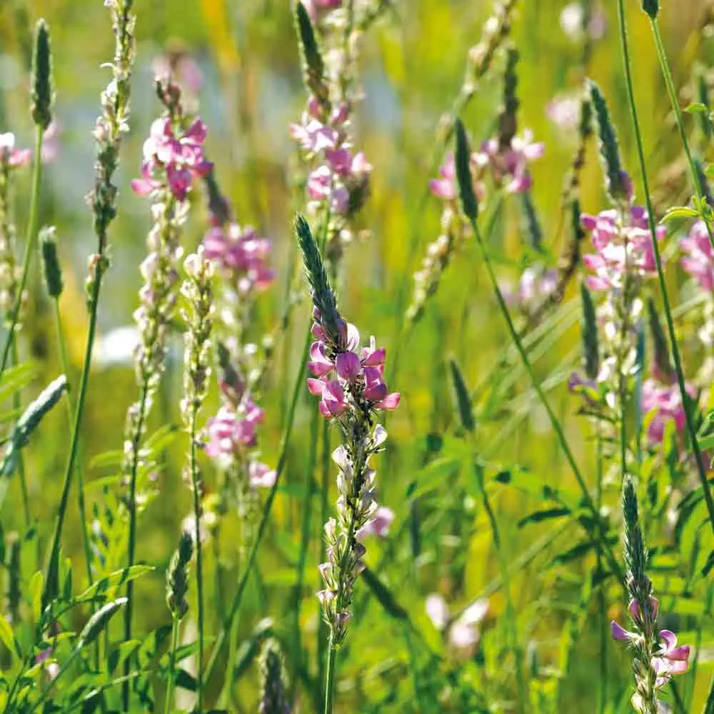 SAINFOIN AB 100 g 