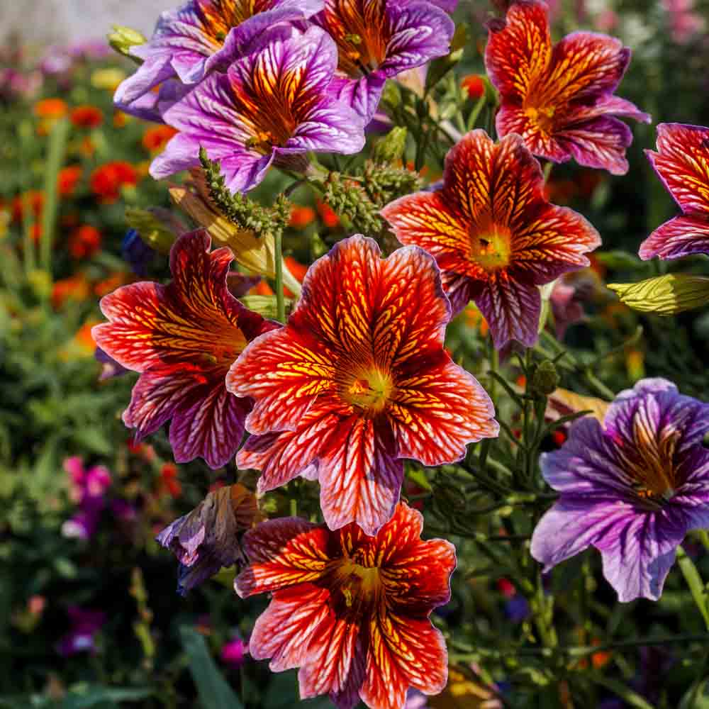 SALPIGLOSSIS VARIE AB 