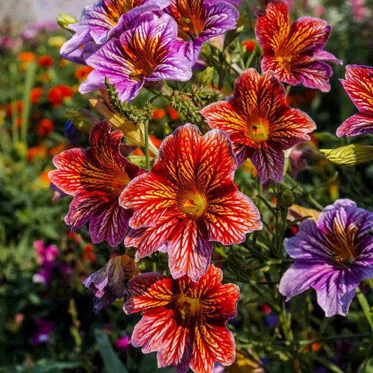 SALPIGLOSSIS VARIE AB 