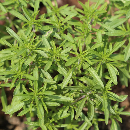 SARRIETTE CITRON AB - PLANT 