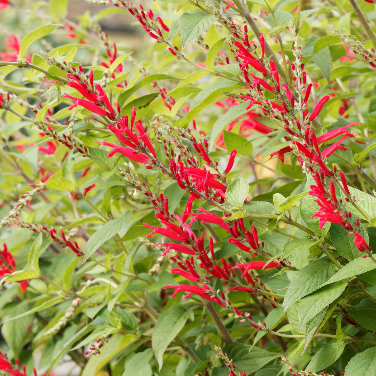 SAUGE ELEGANS ANANAS - PLANT 