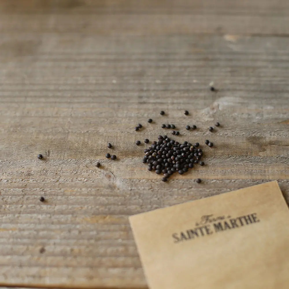 SAUGE OFFICINALE AB 