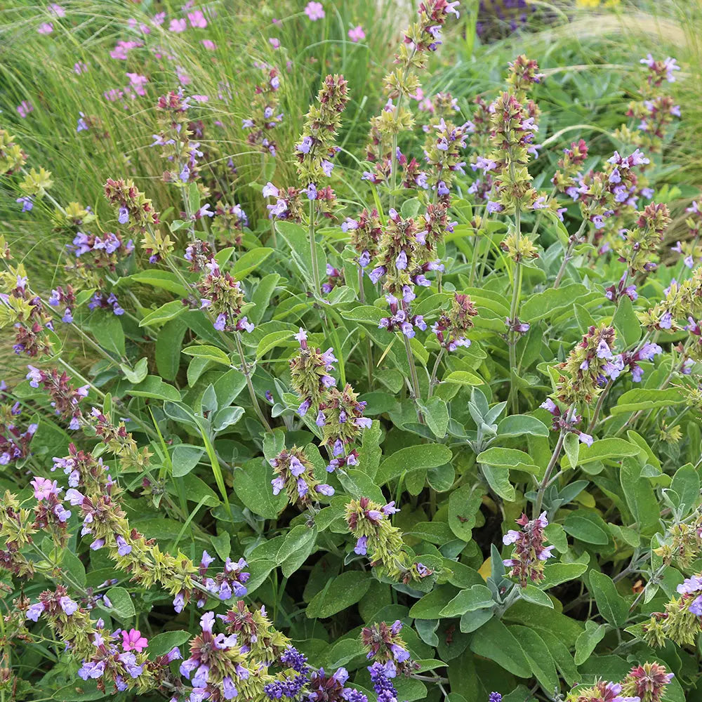 SAUGE OFFICINALE AB - PLANT 