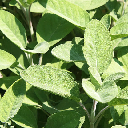 SAUGE OFFICINALE AB - PLANT 