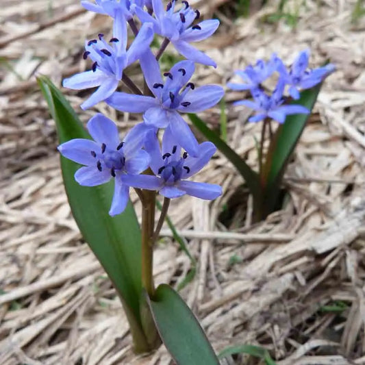 SCILLE BIFOLIA 