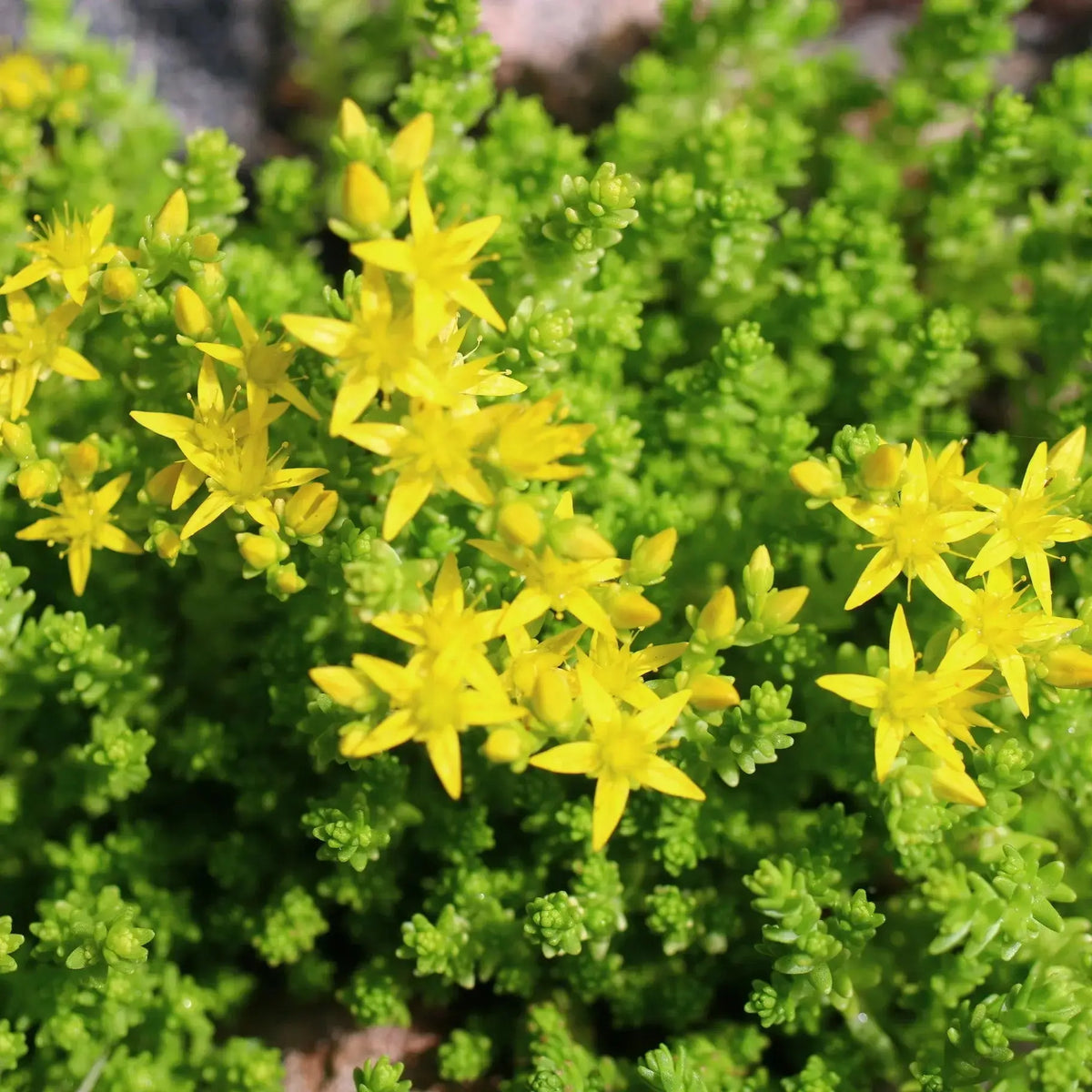 SEDUM ACRE - PLANT 