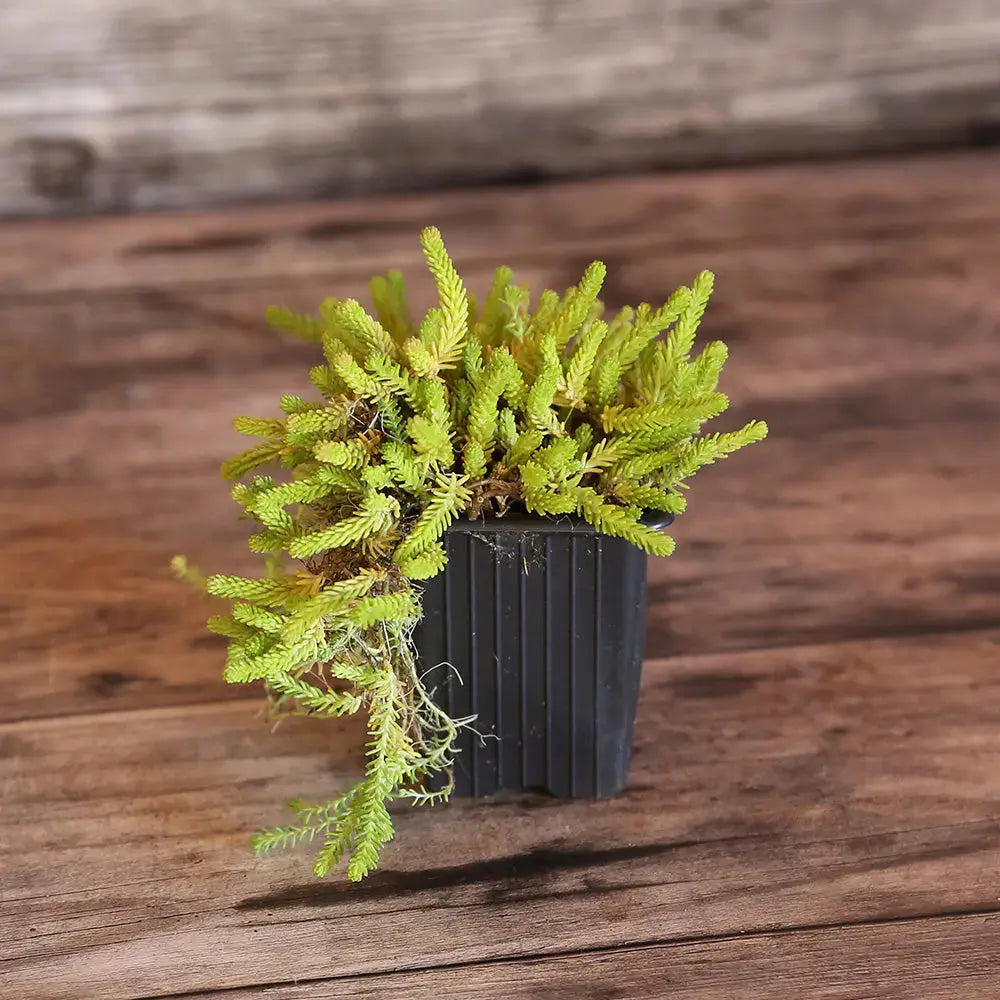SEDUM ACRE - PLANT 