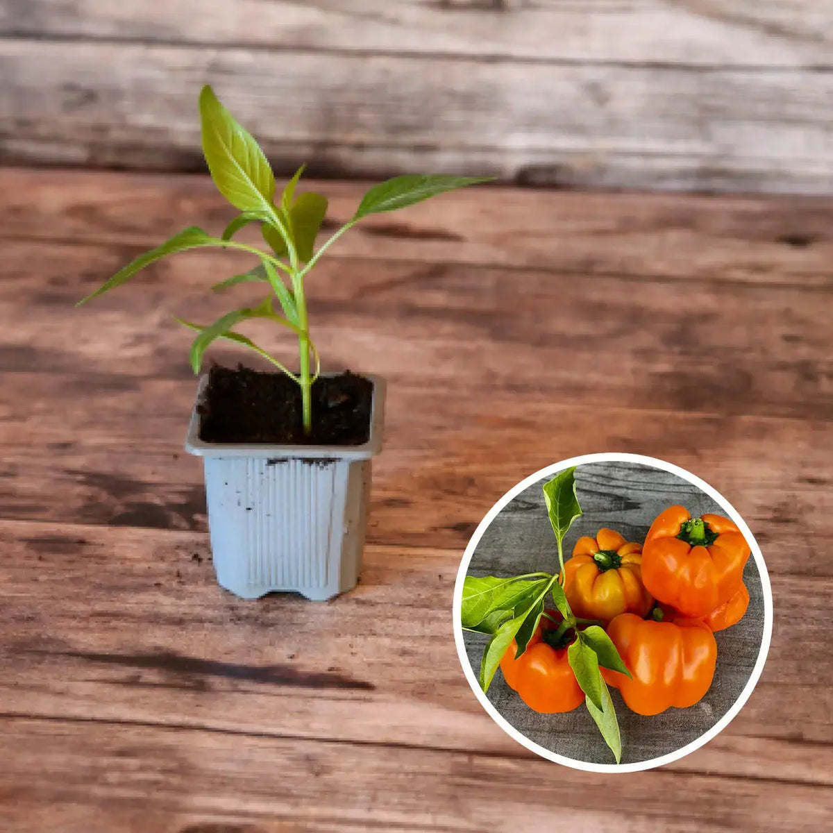 POIVRON CALIFORNIA ORANGE WONDER PLANT AB 