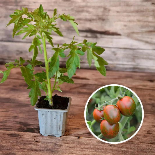 TOMATE BLACK ZEBRA COCKTAIL AB - PLANT 