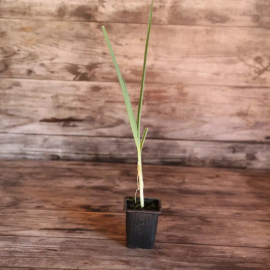 POIREAU PERPETUEL AB - PLANT 