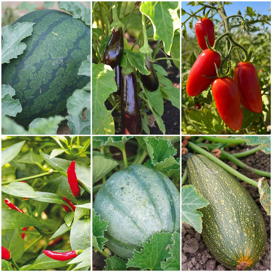 SÉLECTION "SAVEURS MÉDITERRANÉENNES"