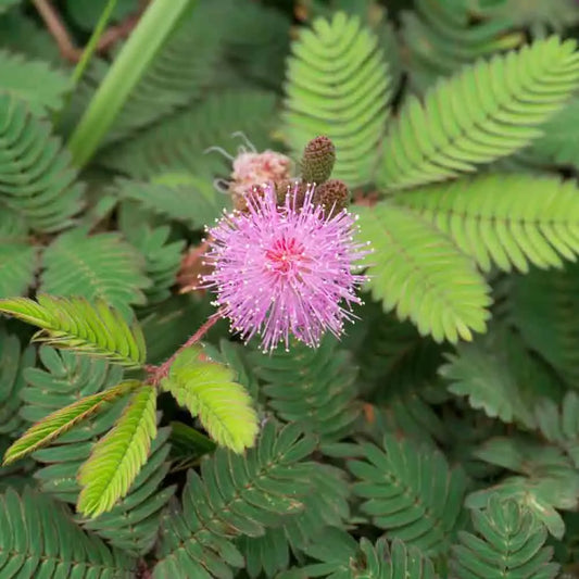 SENSITIVE OU MIMOSA PUDICA NT 