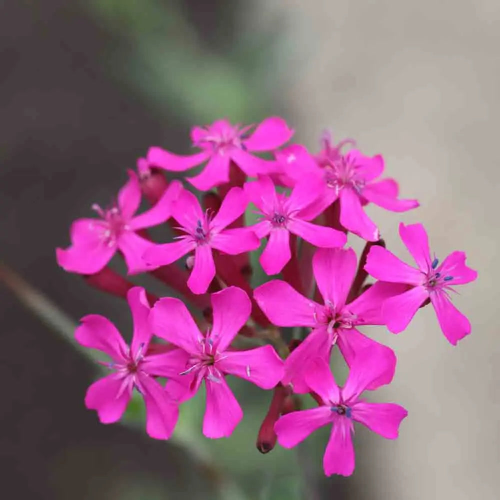 SILENE A BOUQUETS POURPRE AB 