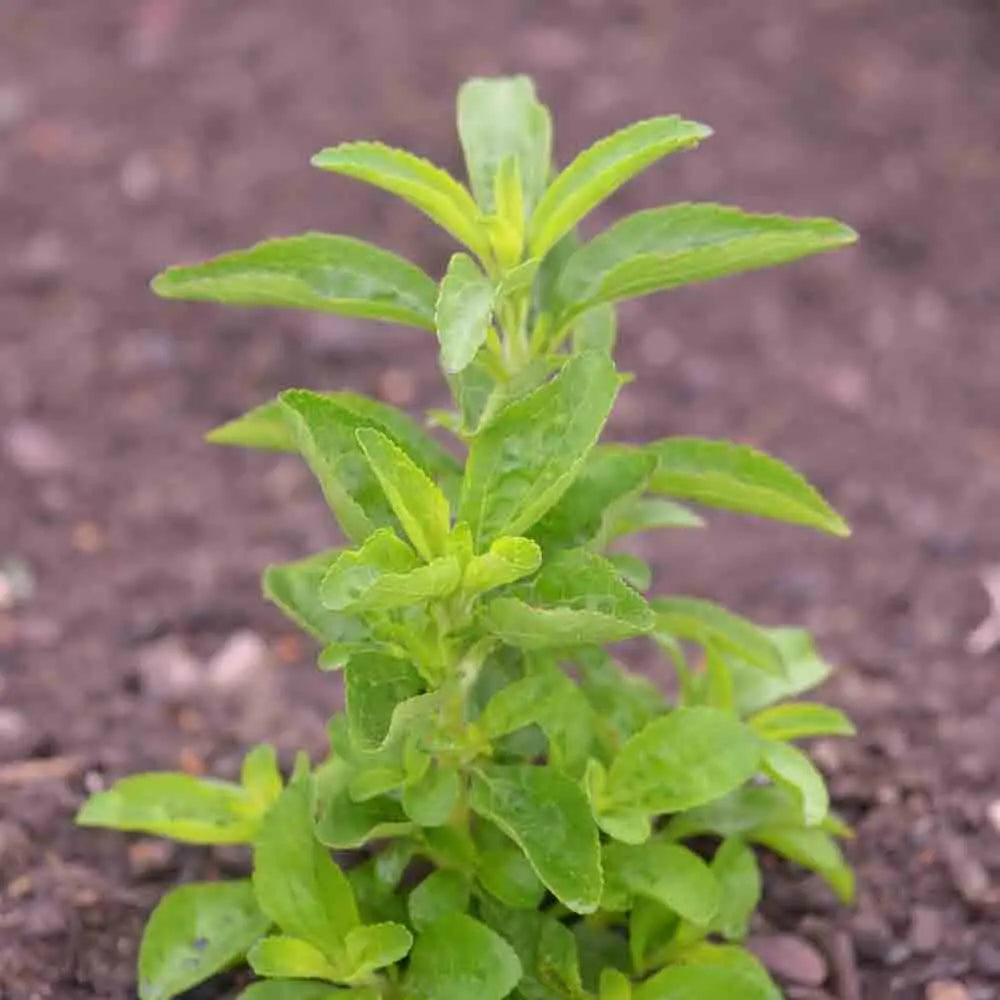 STEVIA REBAUDIANA AB 