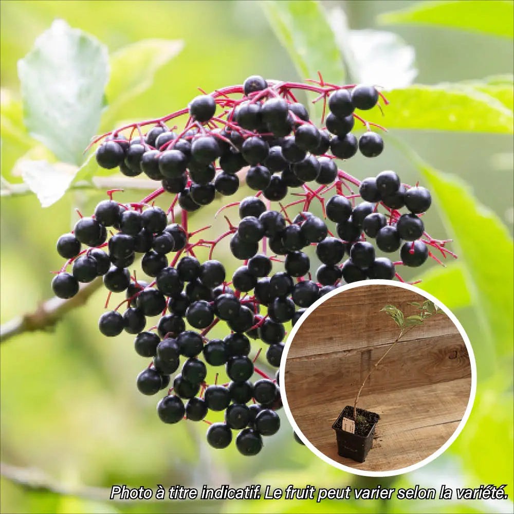 SUREAU A FRUITS NOIRS KORSOR AB - PLANT 