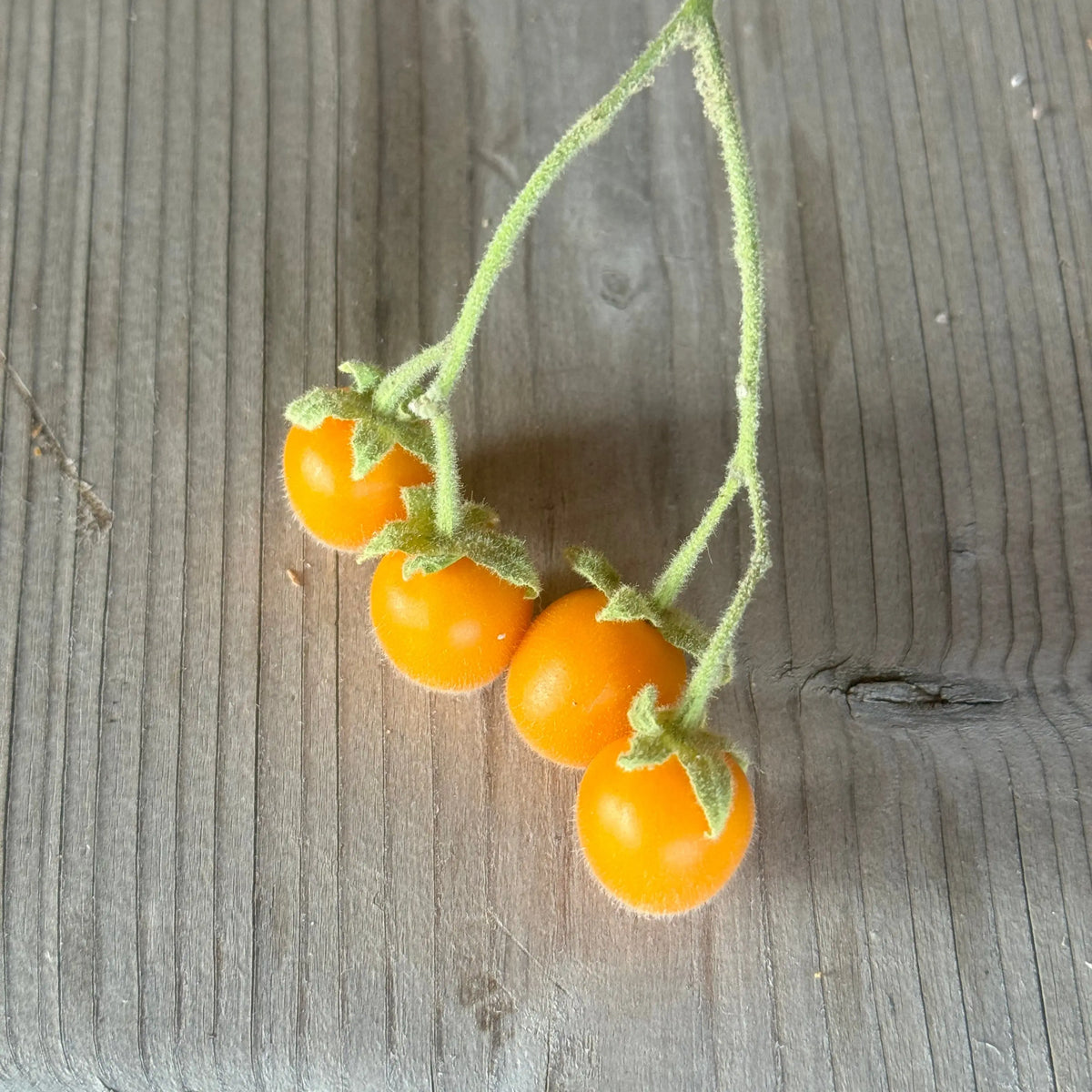 TAMARILLO NAIN AB 