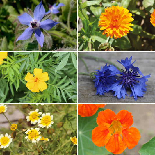 TAPIS DE FLEURS EN MÉLANGE 6 VARIÉTÉS COMESTIBLES ET UTILES AB 