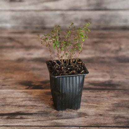 THYM CITRON AB - PLANT 