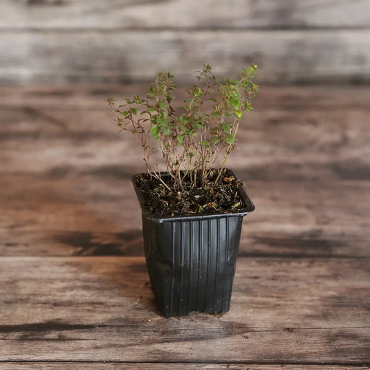 THYM CITRON AB - PLANT 