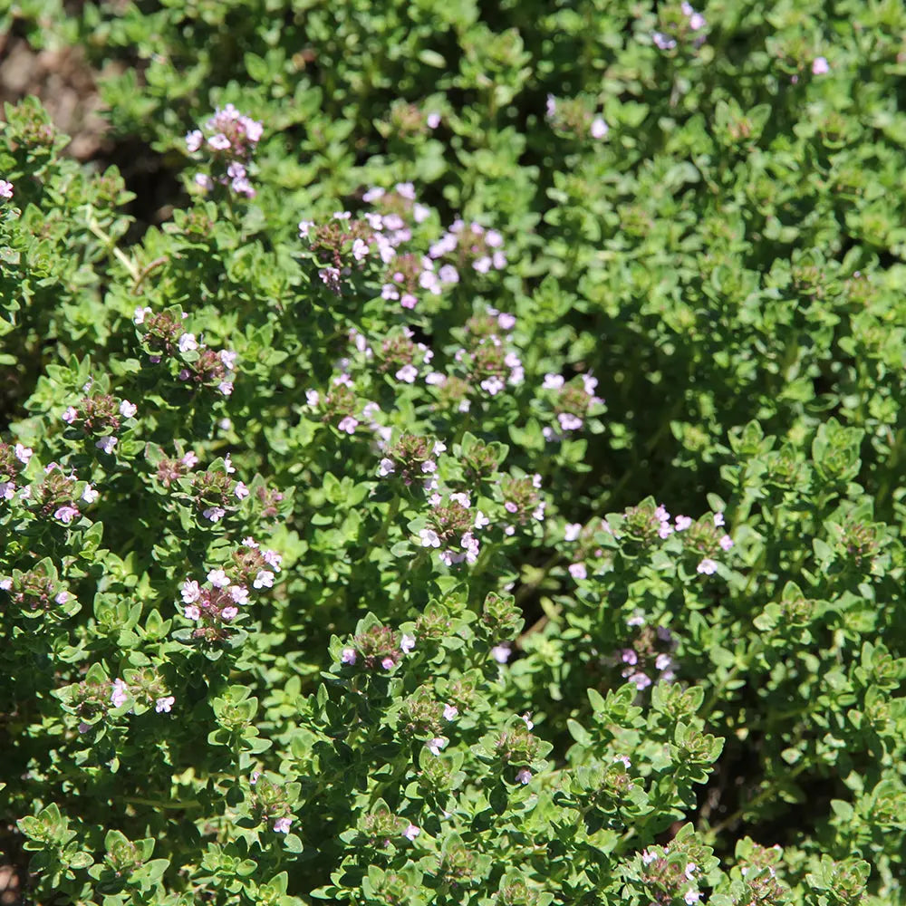 THYM CITRON AB - PLANT 