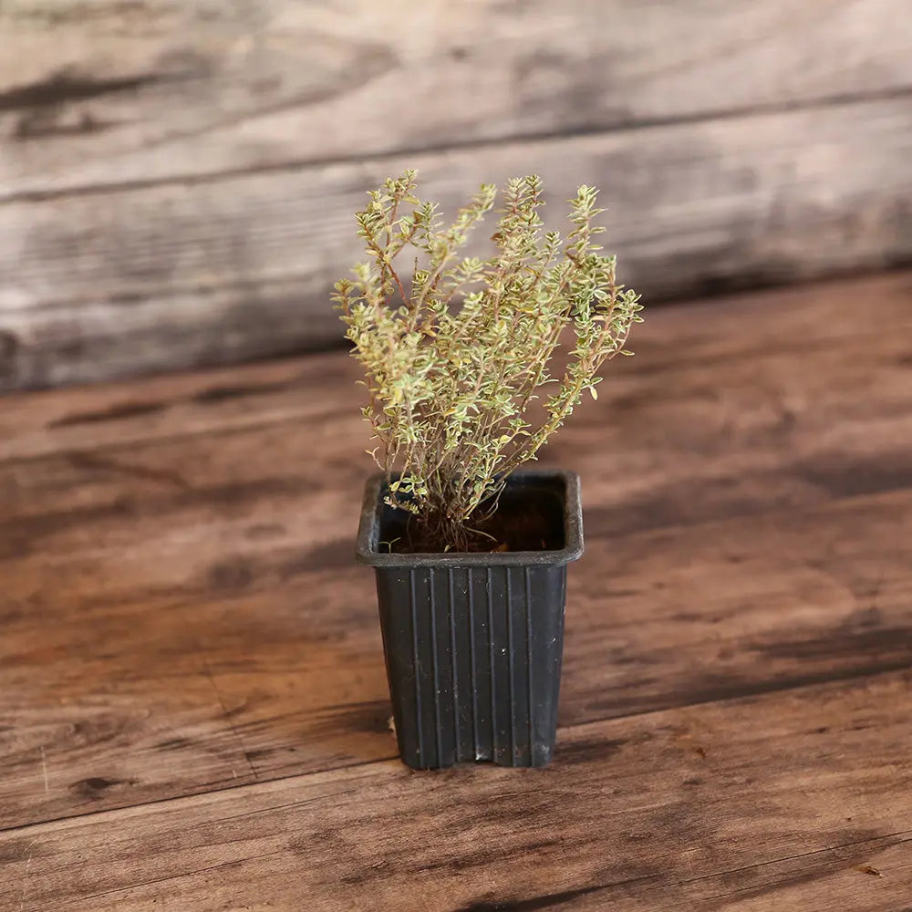 THYM CITRON SILVER QUEEN AB - PLANT 