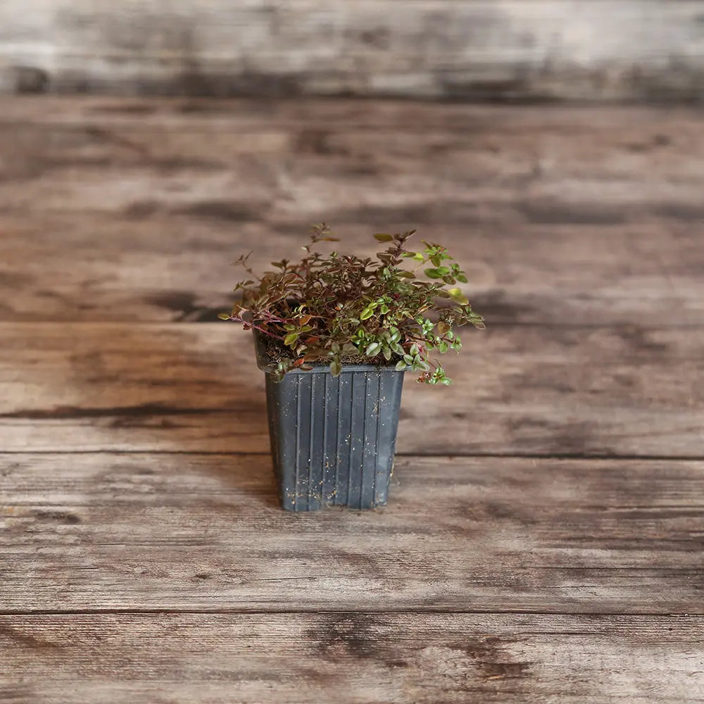 THYM SERPOLET AB - PLANT 