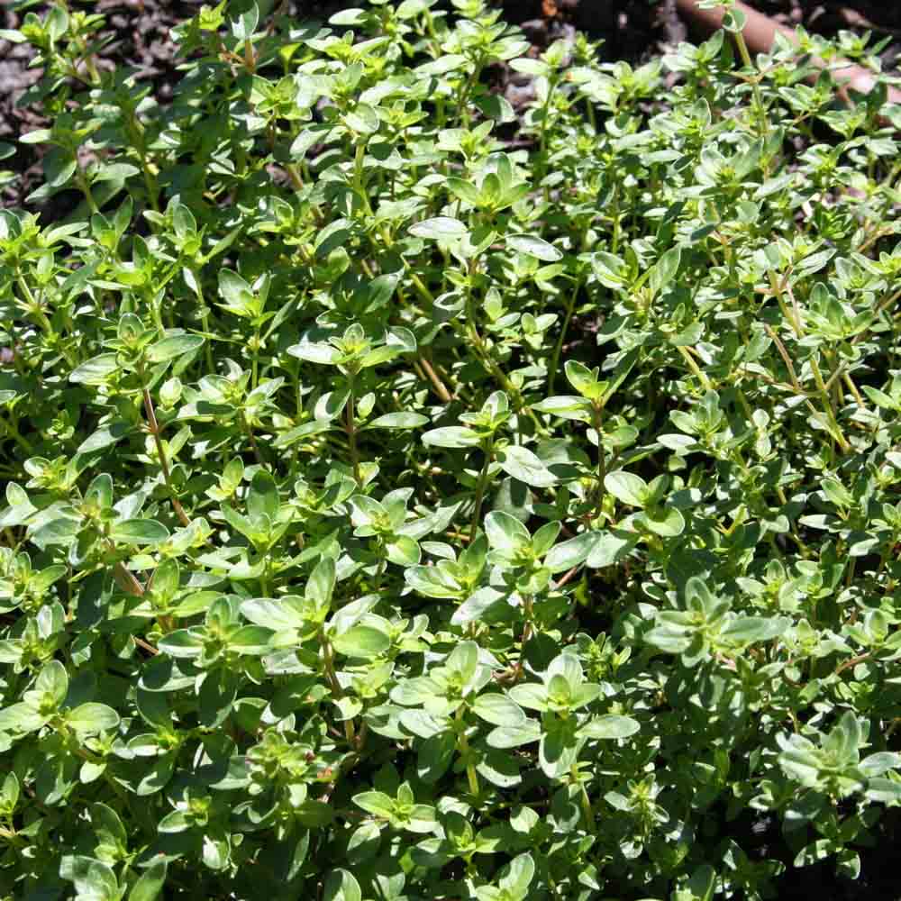 THYM SERPOLET AB 