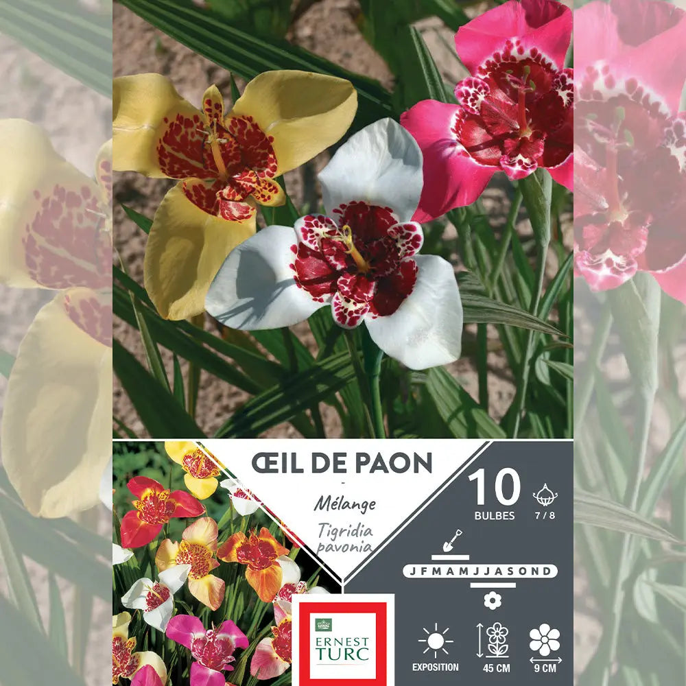 TIGRIDIAS PAVONIA MELANGE OEIL DE PAON 