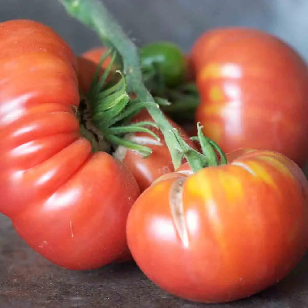 TOMATE ALTAISKY AB 