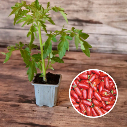 TOMATE ANDINE CORNUE PLANT AB 
