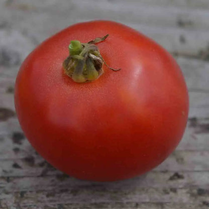 TOMATE ARKANSAS TRAVELER AB 