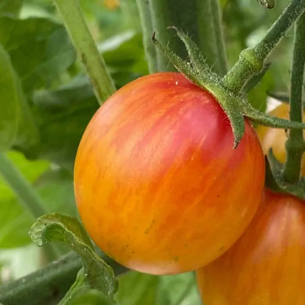 TOMATE ARTISAN GOLDEN BUMBLE BEE AB 