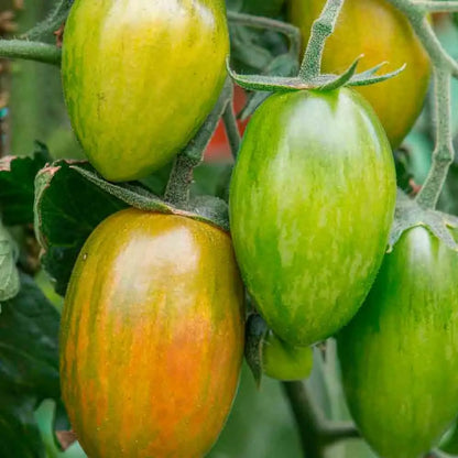 TOMATE ARTISAN LUCKY TIGER AB 