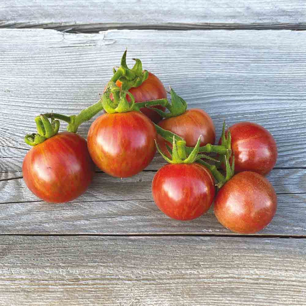 TOMATE ARTISAN PURPLE BUMBLE BEE AB 