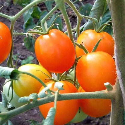 TOMATE AURIGA AB 