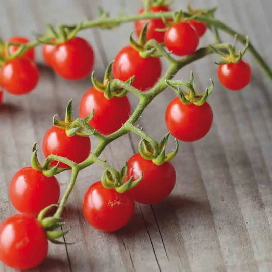 TOMATE BARBANIAKA AB 